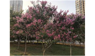 夏秋季節(jié)，錫城首次驚現(xiàn)紫薇花開美景